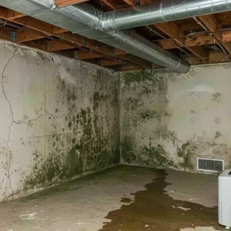 Professional Mold Removal in Clinton, IL